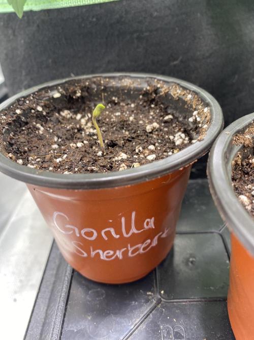 🌱Gorilla Sherbet F1 FV🌱 SS&MO. Week 0