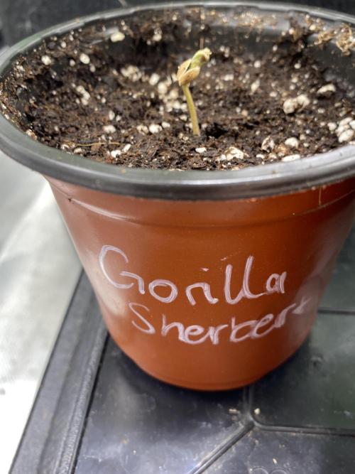 🌱Gorilla Sherbet F1 FV🌱 SS&MO. Week 0