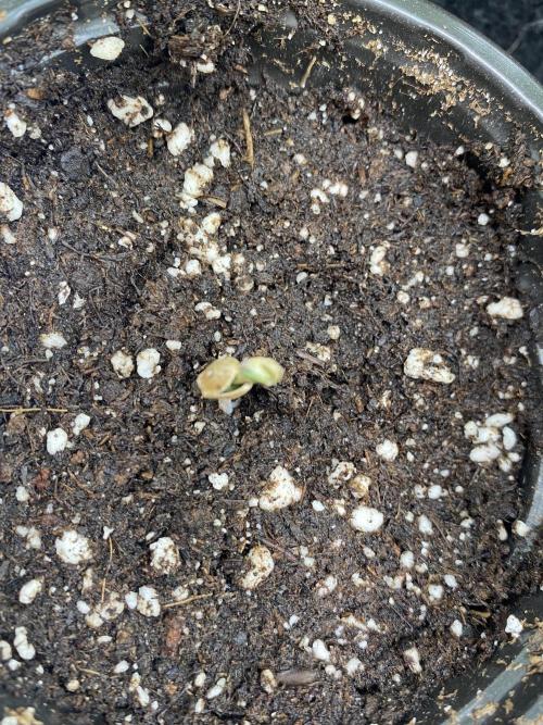🌱Gorilla Sherbet F1 FV🌱 SS&MO. Week 0