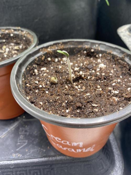 🌱Cream Caramel F1 FV🌱 SS&MO. Week 0