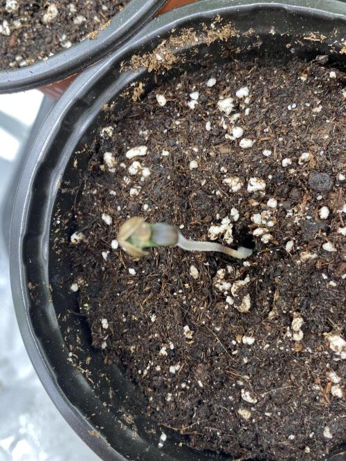 🌱Cream Caramel F1 FV🌱 SS&MO. Week 0