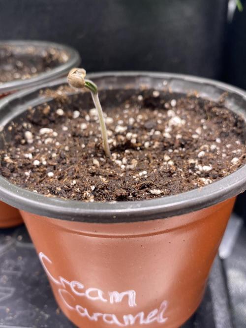 🌱Cream Caramel F1 FV🌱 SS&MO. Week 0
