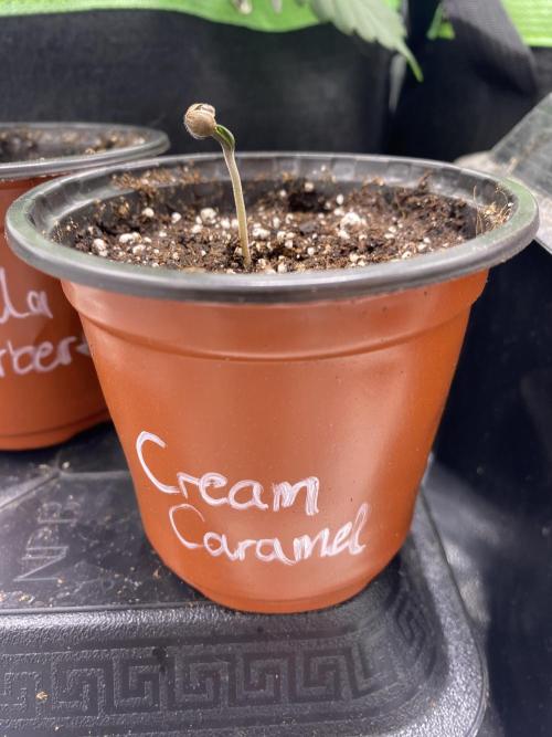 🌱Cream Caramel F1 FV🌱 SS&MO. Week 0