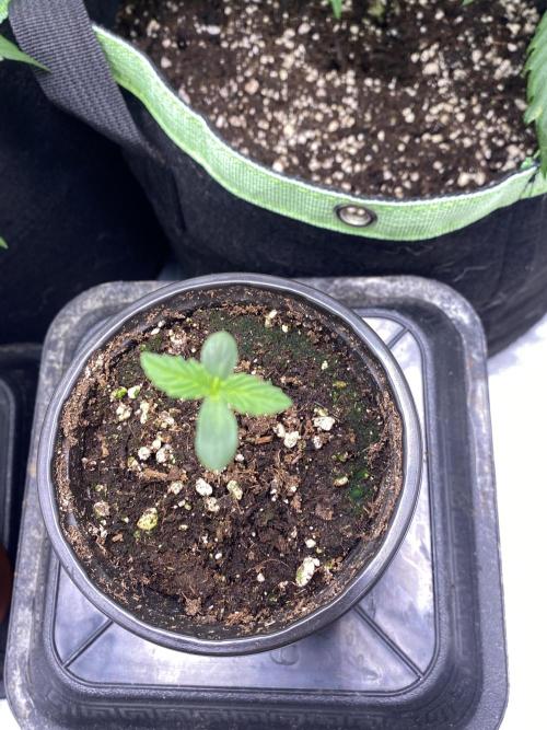 🌱StrawberryColaSherbet🌱 SS & M&O. Week 0