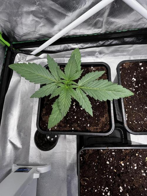 🌱StrawberryColaSherbet🌱 SS & M&O. Week 1