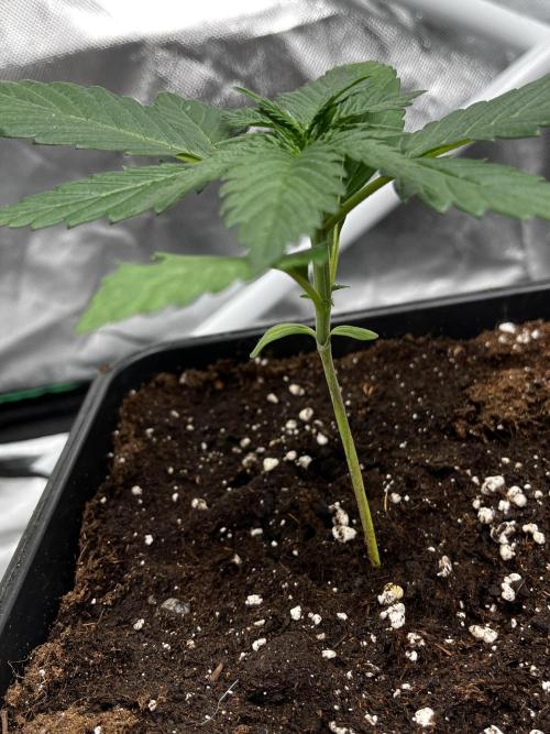 🌱StrawberryColaSherbet🌱 SS & M&O. Week 1