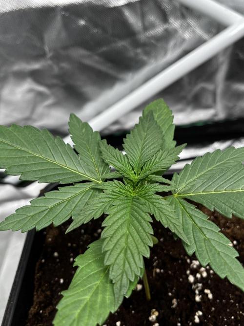 🌱StrawberryColaSherbet🌱 SS & M&O. Week 1