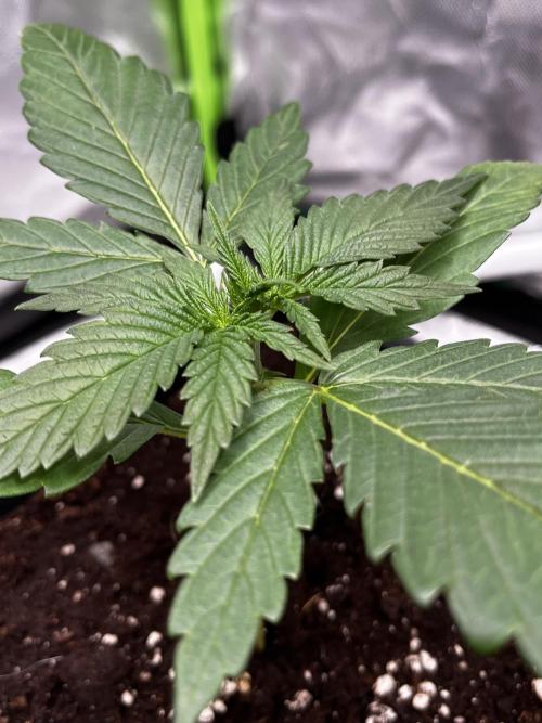 🌱StrawberryColaSherbet🌱 SS & M&O. Week 1