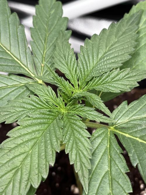 🌱StrawberryColaSherbet🌱 SS & M&O. Week 1