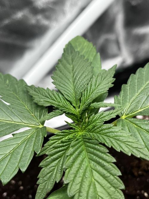 🌱StrawberryColaSherbet🌱 SS & M&O. Week 1