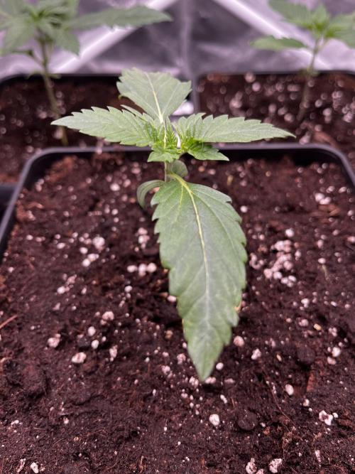 🌱Gorilla Sherbet F1 FV🌱 SS&MO. Week 1