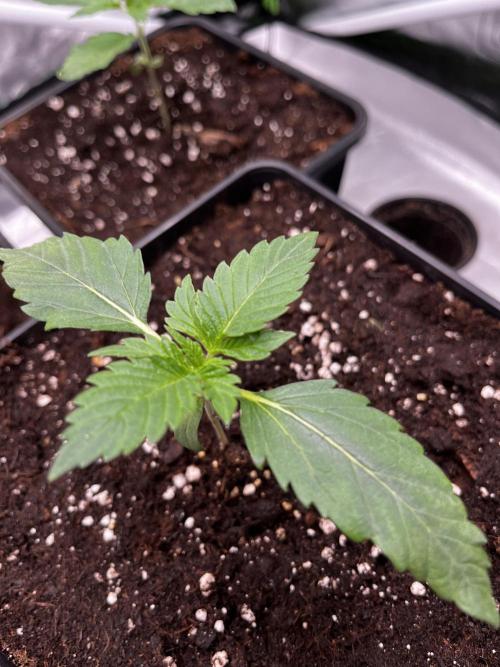 🌱Gorilla Sherbet F1 FV🌱 SS&MO. Week 1