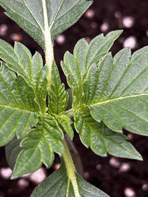 🌱Gorilla Sherbet F1 FV🌱 SS&MO. Week 1