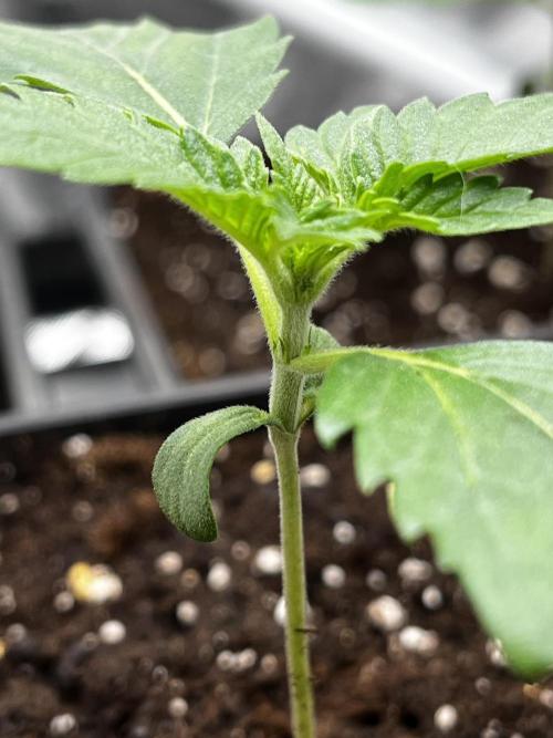 🌱Gorilla Sherbet F1 FV🌱 SS&MO. Week 1