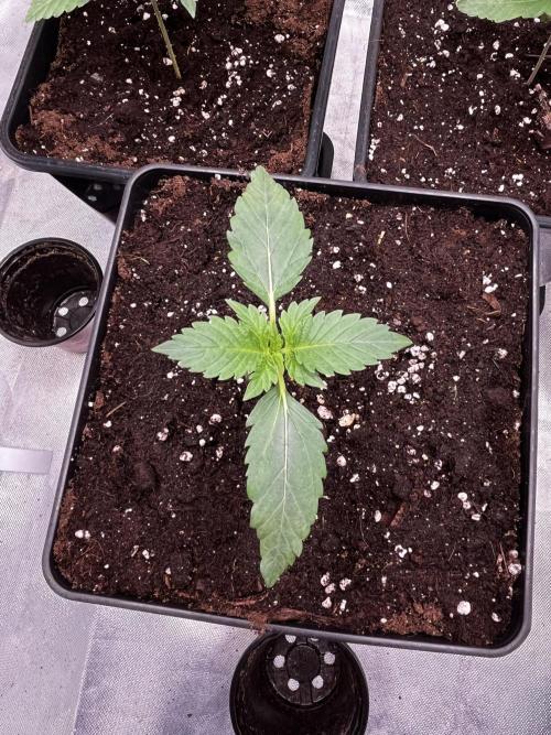 🌱Gorilla Sherbet F1 FV🌱 SS&MO. Week 1