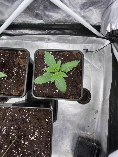 🌱Cream Caramel F1 FV🌱 SS&MO. Week 1