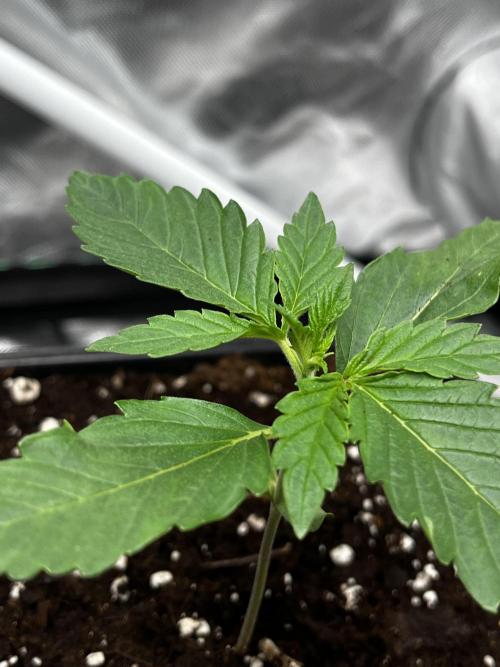🌱Cream Caramel F1 FV🌱 SS&MO. Week 1