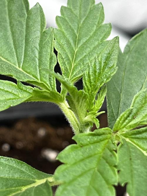 🌱Cream Caramel F1 FV🌱 SS&MO. Week 1