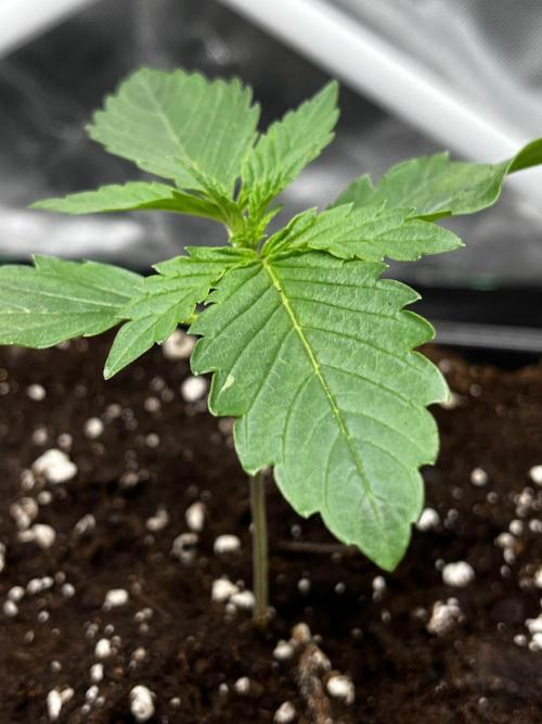 🌱Cream Caramel F1 FV🌱 SS&MO. Week 1