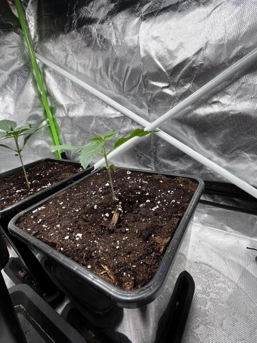 🌱Cream Caramel F1 FV🌱 SS&MO. Week 1