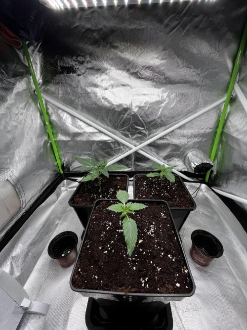 🌱Gorilla Sherbet F1 FV🌱 SS&MO. Week 1