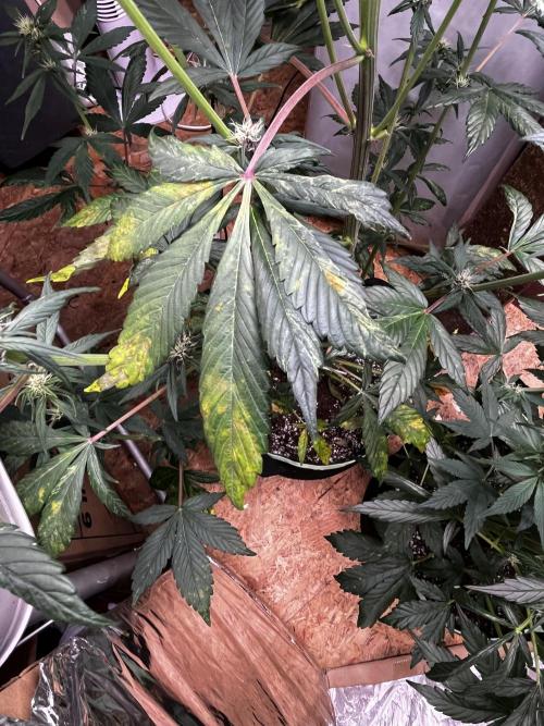Black Cream Auto®. Week 6