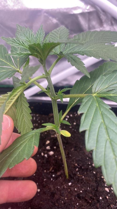🌱StrawberryColaSherbet🌱 SS & M&O. Week 1