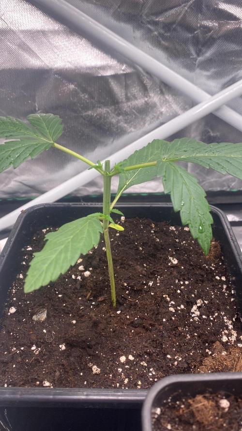 🌱StrawberryColaSherbet🌱 SS & M&O. Week 1