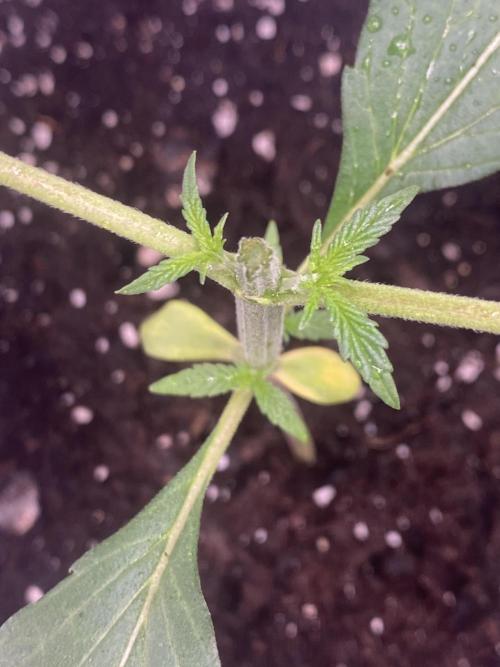 🌱StrawberryColaSherbet🌱 SS & M&O. Week 1