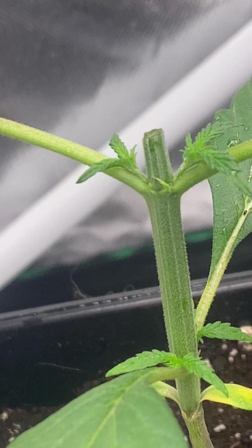 🌱StrawberryColaSherbet🌱 SS & M&O