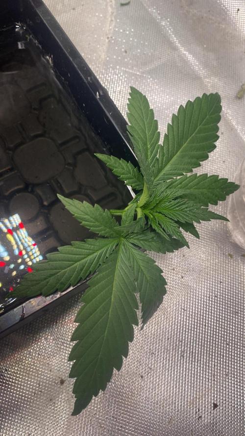 🌱StrawberryColaSherbet🌱 SS & M&O. Week 1