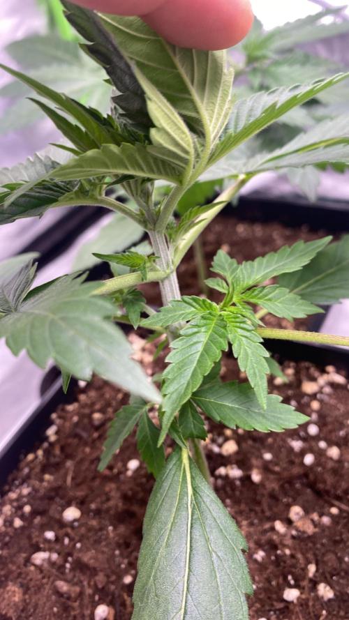 🌱Gorilla Sherbet F1 FV🌱 SS&MO. Week 2