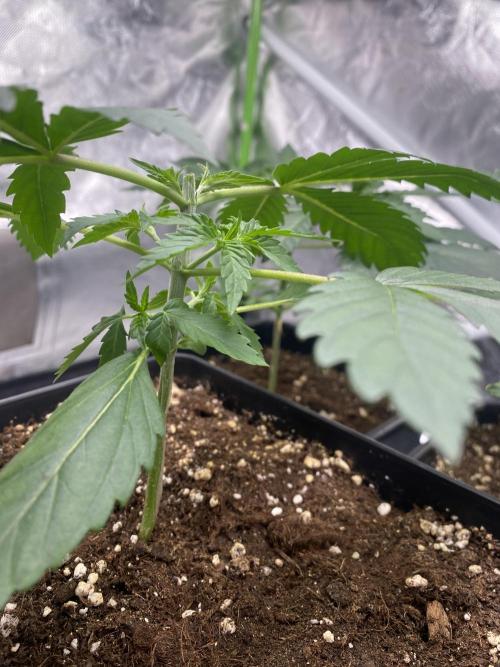🌱Gorilla Sherbet F1 FV🌱 SS&MO. Week 2