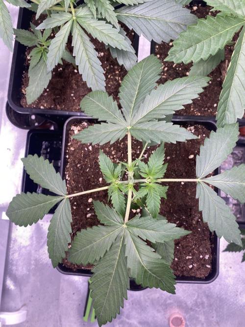 🌱Gorilla Sherbet F1 FV🌱 SS&MO. Week 2