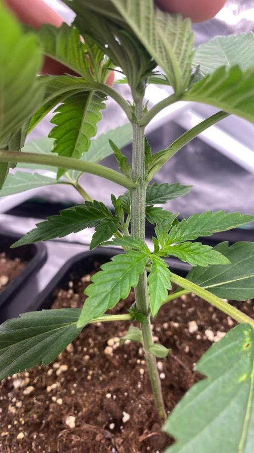 🌱Cream Caramel F1 FV🌱 SS&MO. Week 2