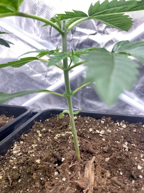 🌱Cream Caramel F1 FV🌱 SS&MO. Week 2
