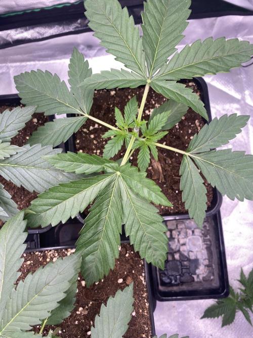 🌱Cream Caramel F1 FV🌱 SS&MO. Week 2