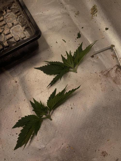 🌱Cream Caramel F1 FV🌱 SS&MO. Week 2