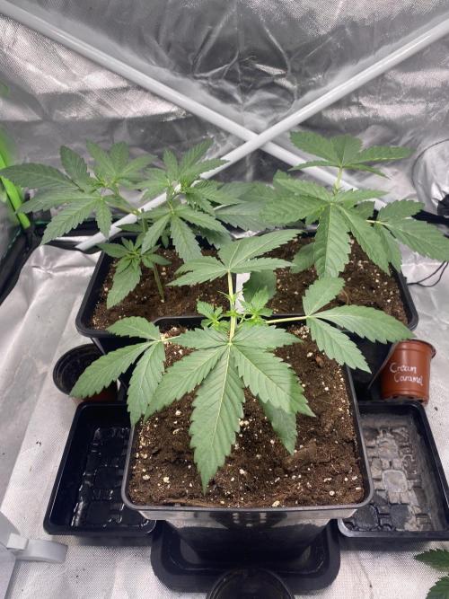 🌱Cream Caramel F1 FV🌱 SS&MO. Week 2