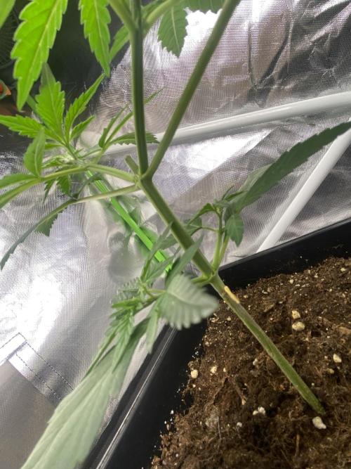 🌱StrawberryColaSherbet🌱 SS & M&O. Week 2