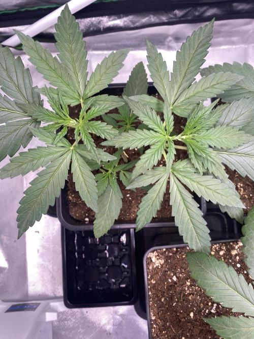 🌱StrawberryColaSherbet🌱 SS & M&O. Week 2