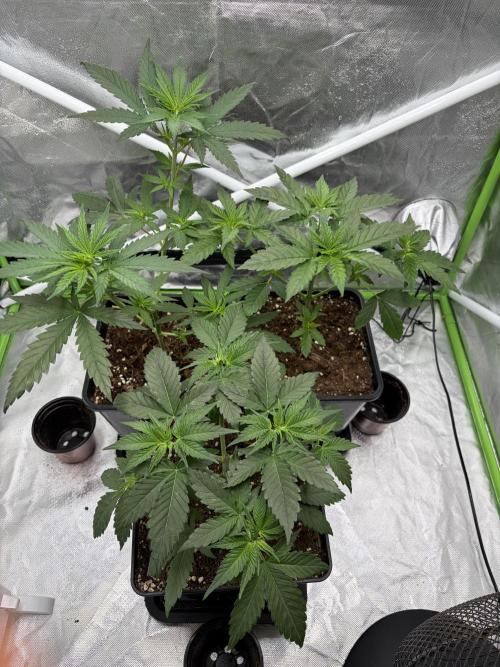 🌱StrawberryColaSherbet🌱 SS & M&O. Week 3