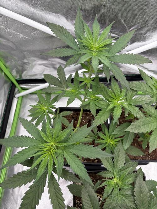 🌱StrawberryColaSherbet🌱 SS & M&O. Week 3