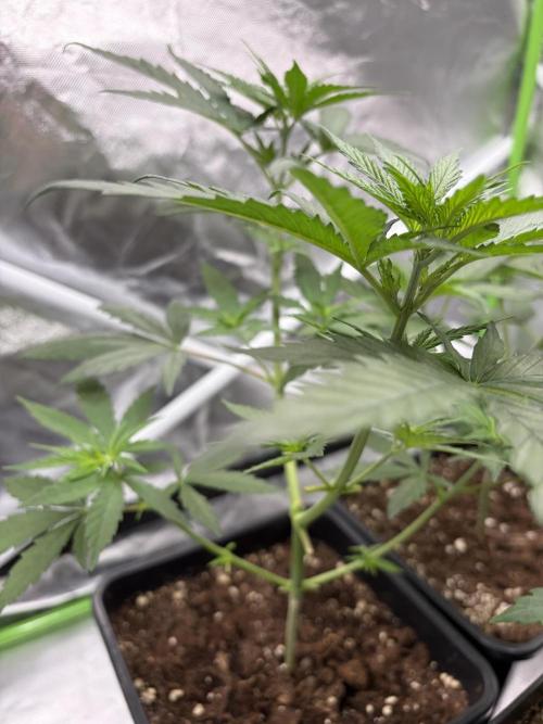🌱StrawberryColaSherbet🌱 SS & M&O. Week 3