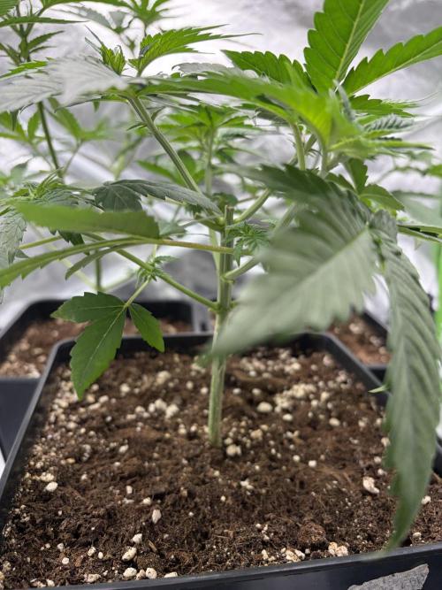 🌱Gorilla Sherbet F1 FV🌱 SS&MO. Week 3