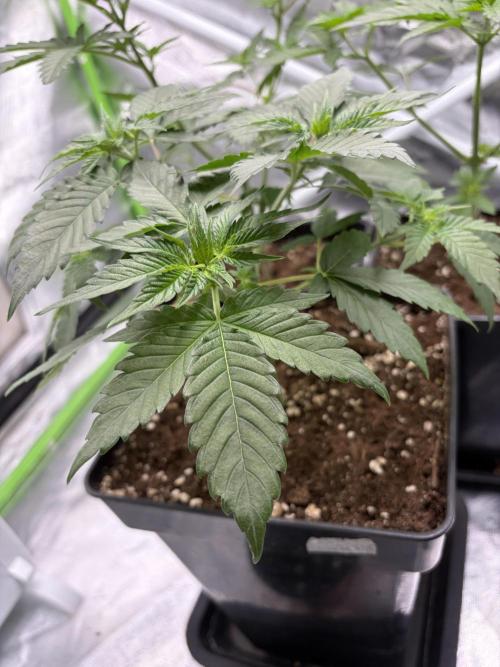 🌱Gorilla Sherbet F1 FV🌱 SS&MO. Week 3