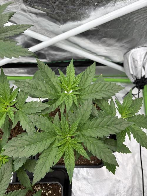 🌱Cream Caramel F1 FV🌱 SS&MO. Week 3