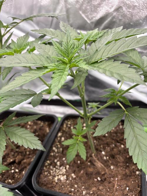 🌱Cream Caramel F1 FV🌱 SS&MO. Week 3