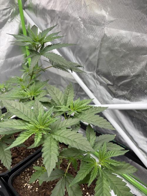 🌱Cream Caramel F1 FV🌱 SS&MO. Week 3