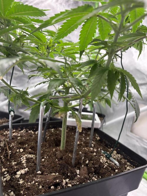 🌱Gorilla Sherbet F1 FV🌱 SS&MO. Week 4